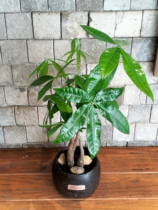 EverLuck MoneyTree