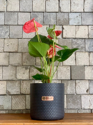 Blush Muse Flamingo Lily