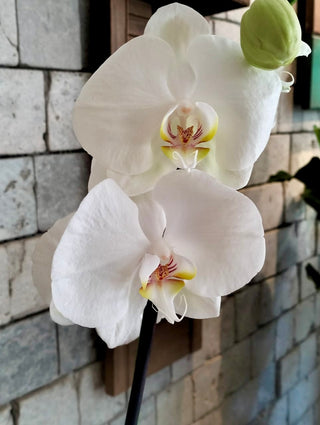 Eternal Grace Moon Orchids | Sculpted Indian Wooden Pot