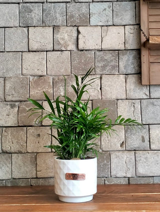 Parlor Palm Petite