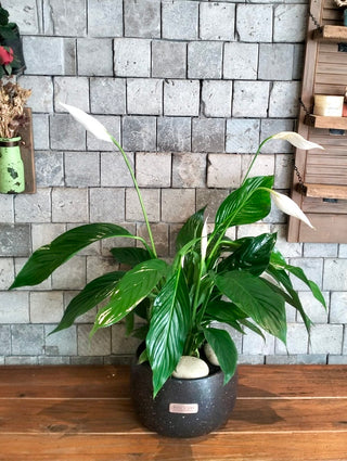 Lily of Peace
