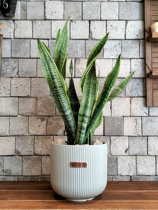 Zebra Zen Snake Plant