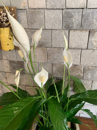 Velvet Glow Peace Lily