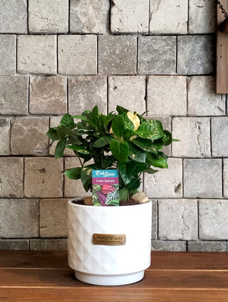 Gardenia Belle