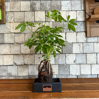 Schefflera On-Lava Bonsai 'Dwarf Umbrella Tree'