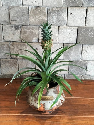 Golden Crown Pineapple