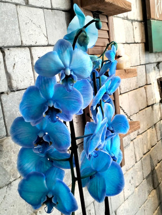 Royal Blossom Orchids