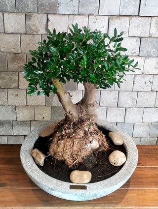 Eterna™ Olive Bonsai – Signature Edition
