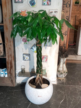 Imperial MoneyTree