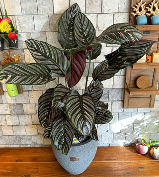 Pink Breeze Calathea