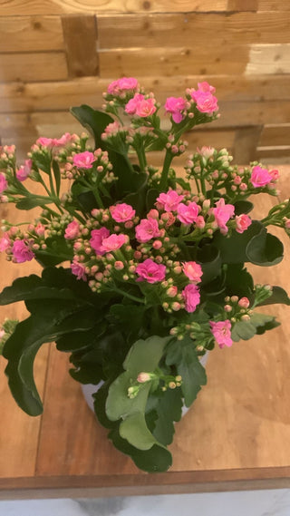 Kalanchoe Beauty