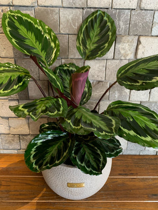 Lush Rose Painted Calathea