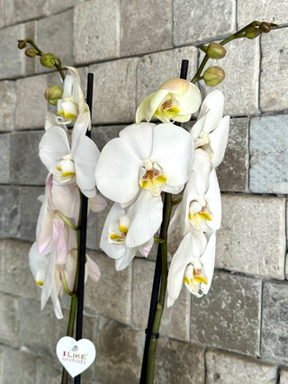 White Eclipse Moon Orchids | Sculpted Indian Wooden Pot
