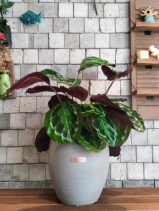 Rosé Veil Calathea