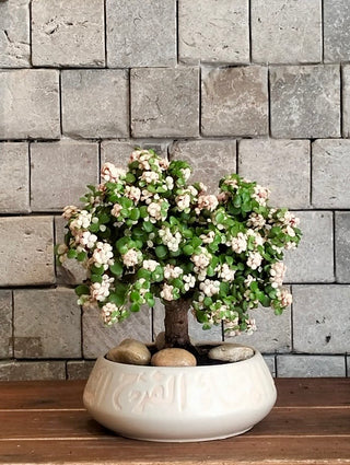 Rosé Élite Jade Bonsai ‘MoneyTree’ | Artisan Designer Pottery Collection