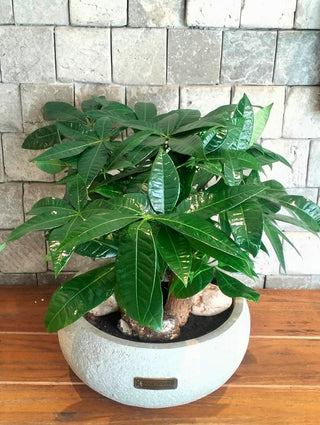 Fortune Grove Money Tree Bonsai