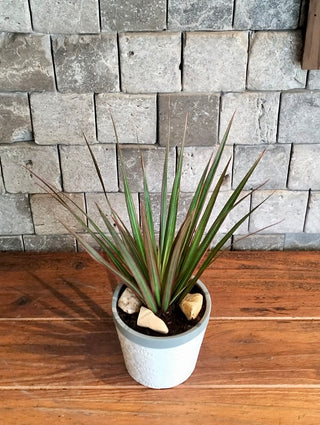 Skyline Marginata Petite