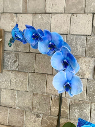 Royal Blossom Moon Orchids