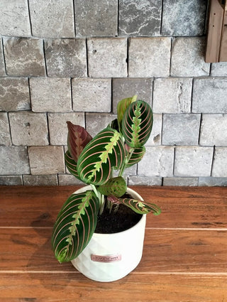 ColorBurst Calathea Gem