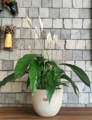 Velvet Glow Peace Lily