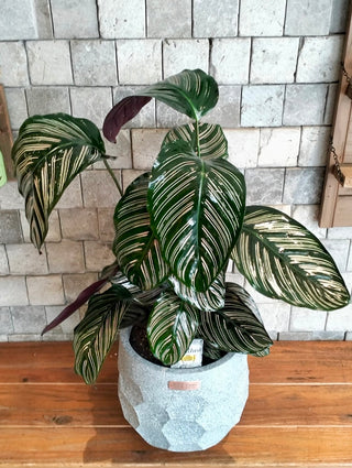 Pink Breeze Calathea