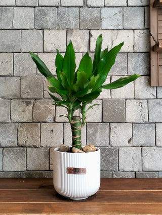 The Happy Plant Petite