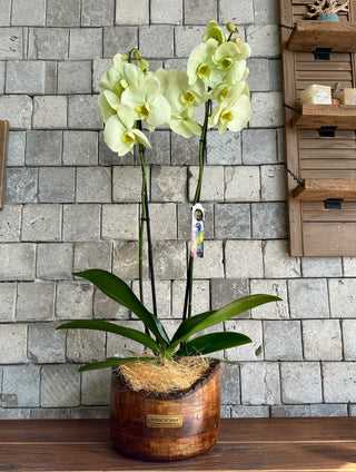 Éloria Orchid | Sculpted Indian Wooden Pot