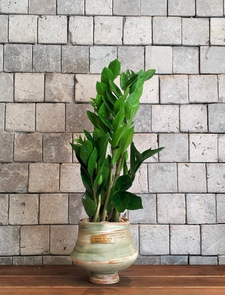 Zamia Terra
