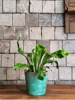Sea Glass Fern Petite