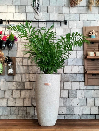 Lush Palm Studio