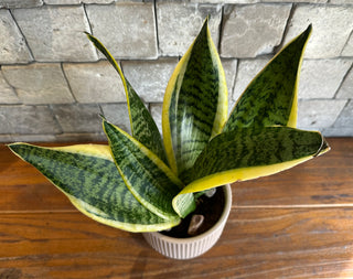 Snake Plant