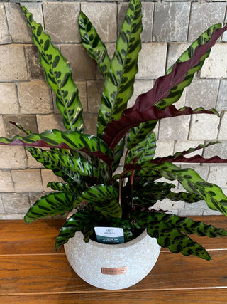 RattleSnake Calathea, The Prayer Plant