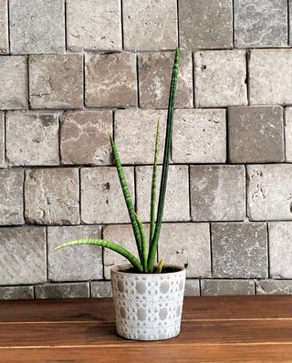Cylindrical Snake Plant Petite