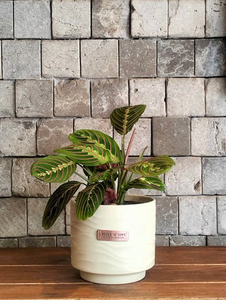 ColorBurst Calathea Gem