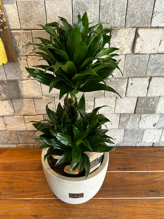 The Pineapple Dracaena Compacta