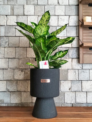 Lush Mosaic Dieffenbachia