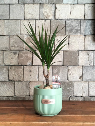 Song of India Petite