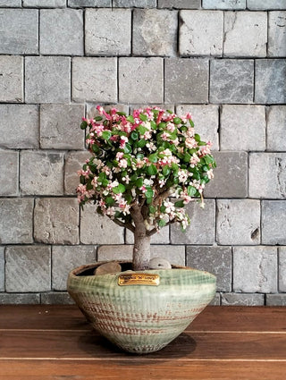 Pink Jade Bonsai · Terra