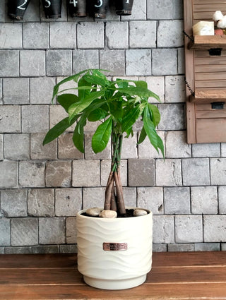 EverLuck MoneyTree