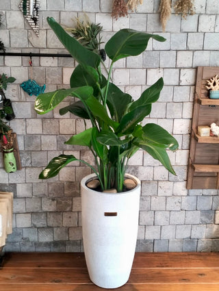 Banana Tropica