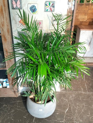 Grand Parlor Palm