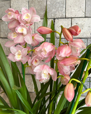 Grand Cymbidium Orchids