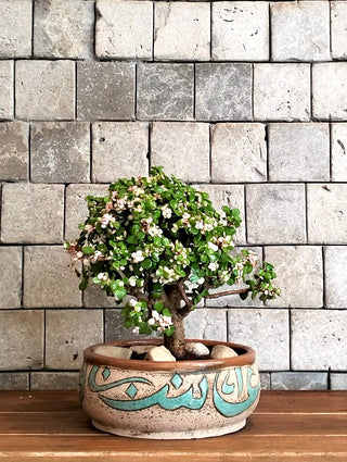 Pink Jade Bonsai Spell | Artisan Stoneware Pottery Collection