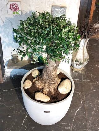 Eterna™ Olive Bonsai – Signature Edition