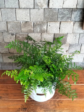 Rabbit's Foot Fern