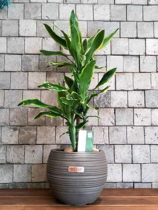 Golden Coast Dracaena