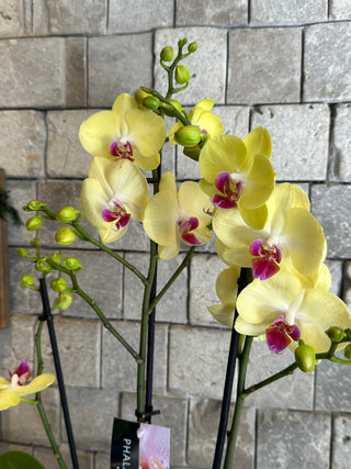 ‘Sweet Lemonade’ Single Moon Orchids