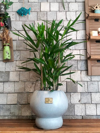 Laceleaf Lady Palm (As Is)