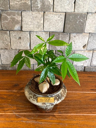 Vibrant Braid MoneyTree Bonsai ‘Mini’