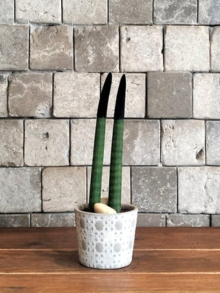 Velvet Touchz Sansevieria
